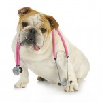 veterinary care - english bulldog with stethoscope around neck l